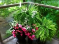 plants-trees-2406