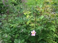 plants-trees-7608